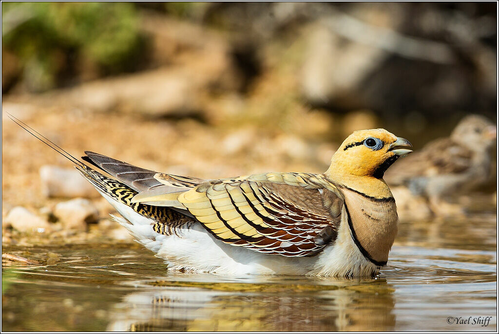 Pin-tailed Sandgrouse