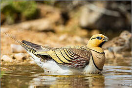 Pin-tailed Sandgrouse