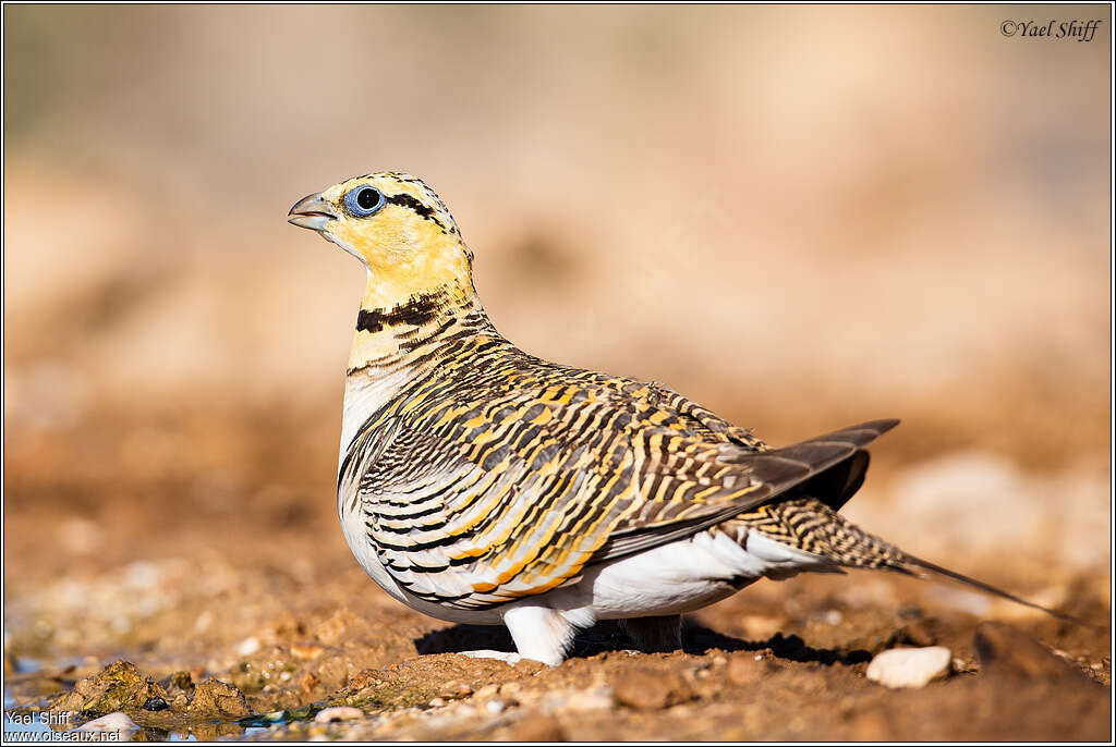 Pin-tailed Sandgrouse female adult breeding, identification