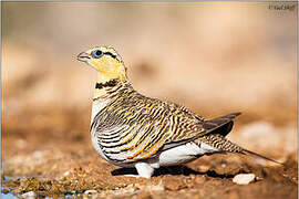 Pin-tailed Sandgrouse