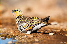 Pin-tailed Sandgrouse