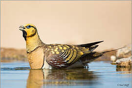 Pin-tailed Sandgrouse