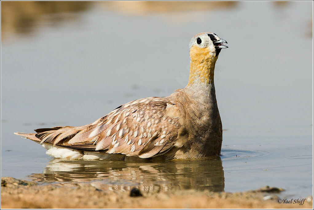 Crowned Sandgrouse