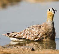 Crowned Sandgrouse