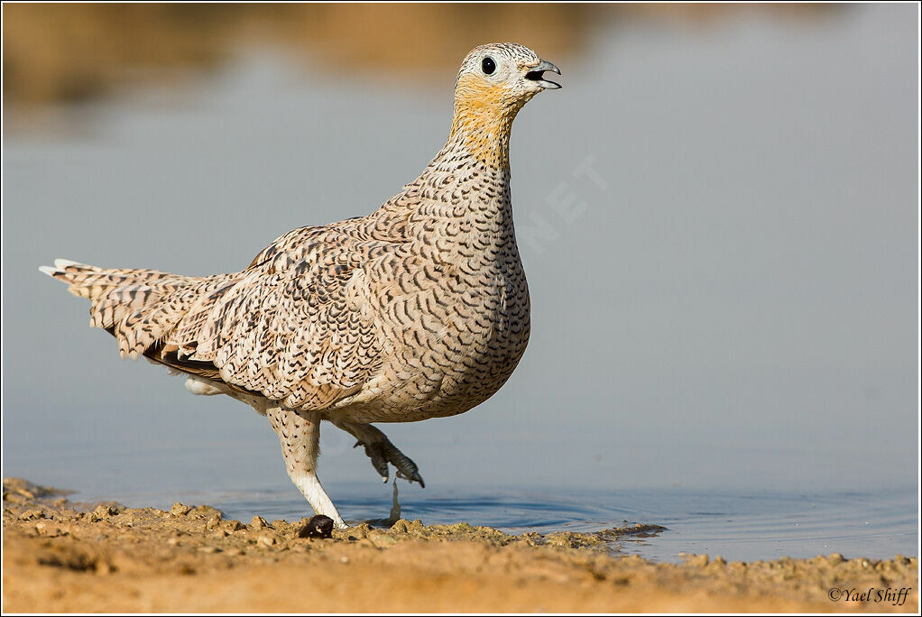 Crowned Sandgrouse