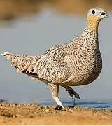 Crowned Sandgrouse