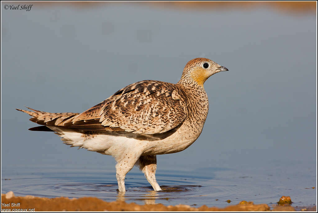 Ganga couronné femelle adulte, identification