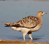 Crowned Sandgrouse