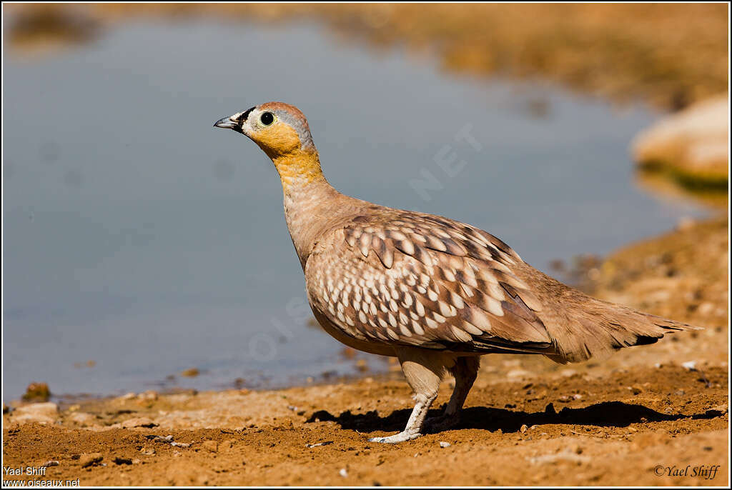 Crowned Sandgrouse male adult, identification