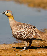 Crowned Sandgrouse