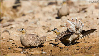 Crowned Sandgrouse