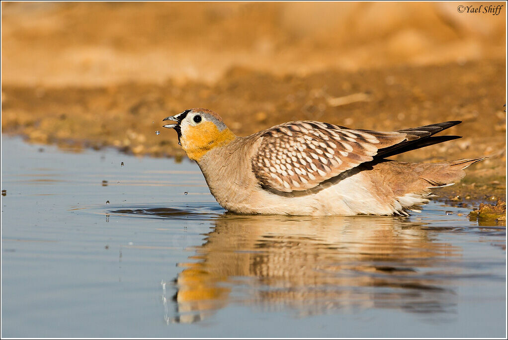 Ganga couronné mâle