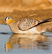 Crowned Sandgrouse