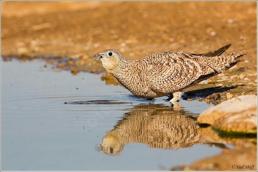 Crowned Sandgrouse female