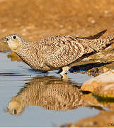 Crowned Sandgrouse