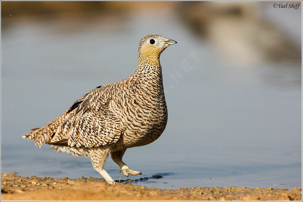 Crowned Sandgrouse