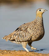 Crowned Sandgrouse