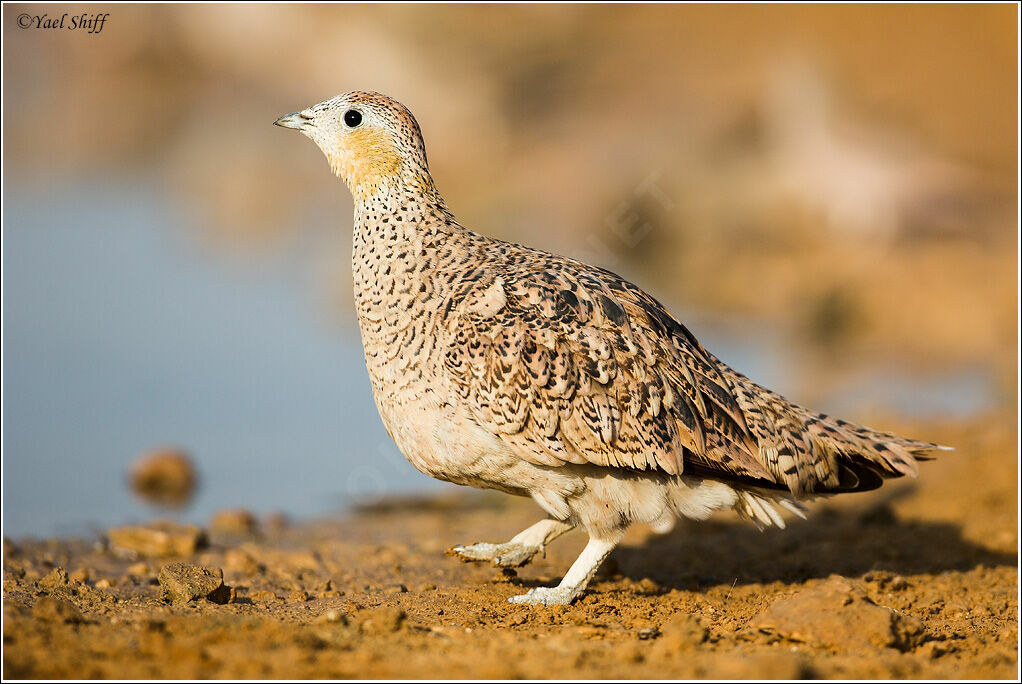 Crowned Sandgrouse