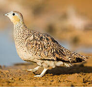 Crowned Sandgrouse