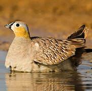 Crowned Sandgrouse