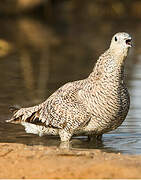 Crowned Sandgrouse