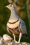 Lichtenstein's Sandgrouse