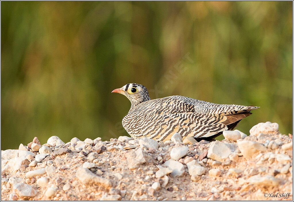 Lichtenstein's Sandgrouse male