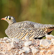 Lichtenstein's Sandgrouse