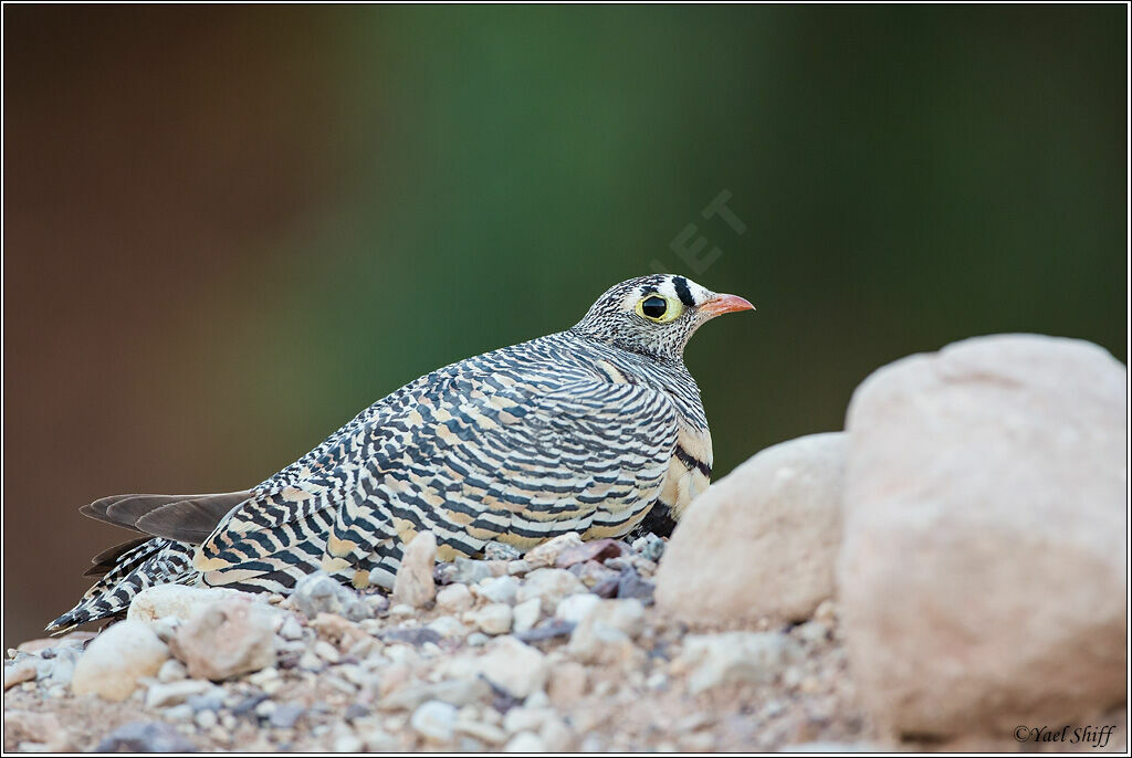 Lichtenstein's Sandgrouse male