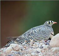 Lichtenstein's Sandgrouse