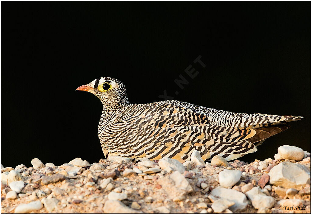 Lichtenstein's Sandgrouse male