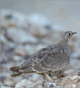 Lichtenstein's Sandgrouse