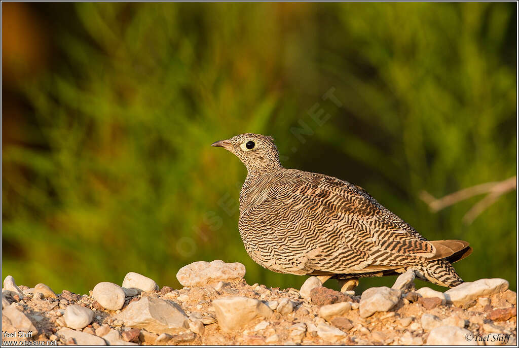 Lichtenstein's Sandgrouse female adult