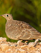 Lichtenstein's Sandgrouse