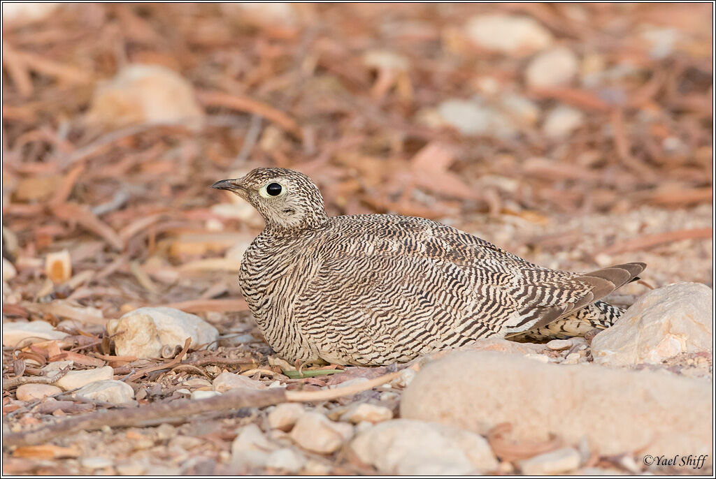 Lichtenstein's Sandgrouse female