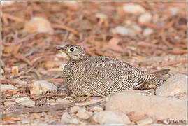 Lichtenstein's Sandgrouse