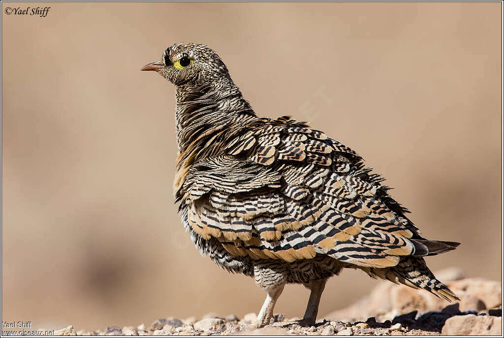 Lichtenstein's Sandgrouse male adult, aspect