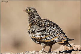 Lichtenstein's Sandgrouse