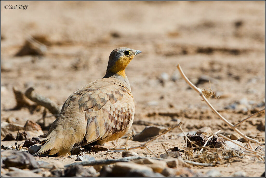 Spotted Sandgrouse