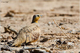 Spotted Sandgrouse