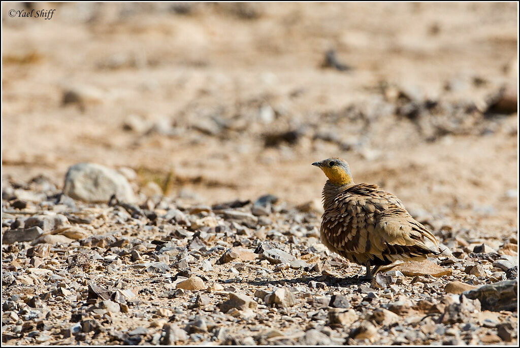 Spotted Sandgrouse male