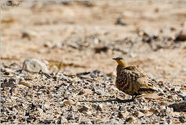 Spotted Sandgrouse