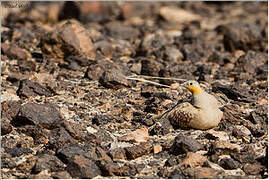 Spotted Sandgrouse