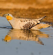 Spotted Sandgrouse