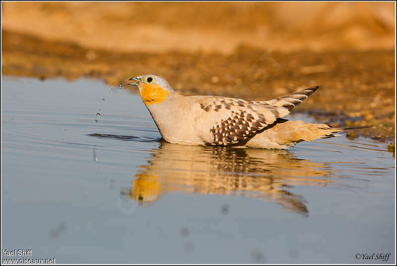 Spotted Sandgrouse male adult, drinks