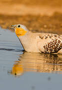 Spotted Sandgrouse