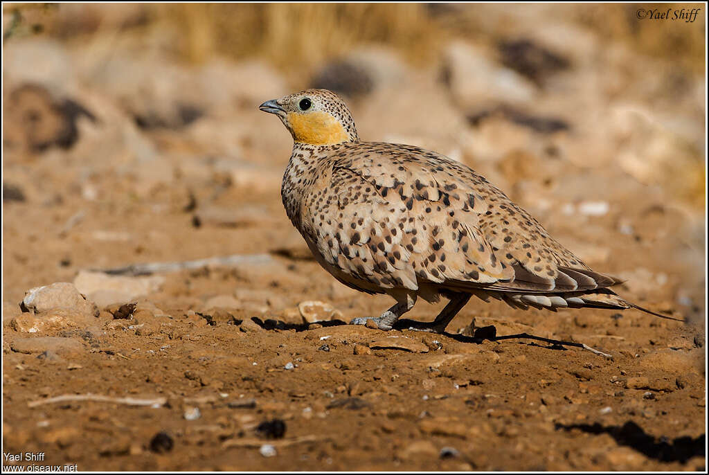 Spotted Sandgrouse female adult, identification