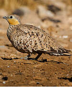 Spotted Sandgrouse