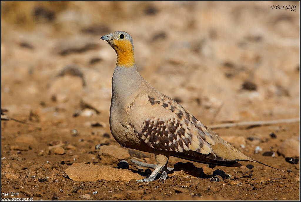 Spotted Sandgrouse male adult, identification