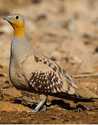 Spotted Sandgrouse